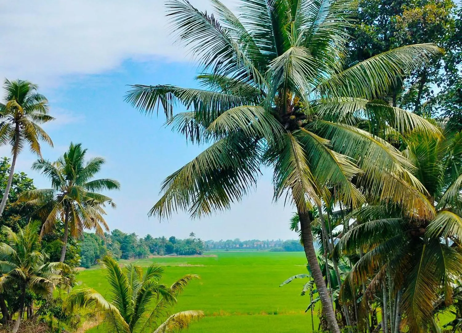 Paddy N Canal Homestay Alappuzha 0*,  India